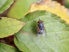 Calliphora
