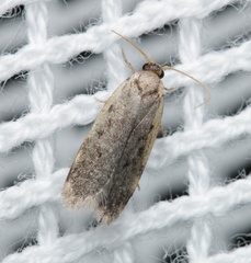 Hoplostega ochroma