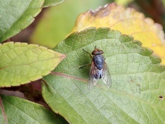 Calliphora