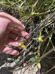 Phyllota phylicoides