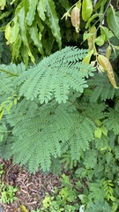 Delonix regia