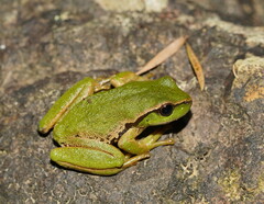 Ranoidea nudidigita