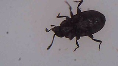 Hyphalus ultimus