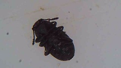 Hyphalus ultimus