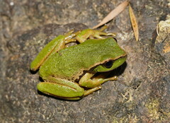 Ranoidea nudidigita