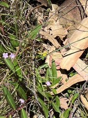 Eremophila debilis