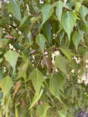 Brachychiton populneus