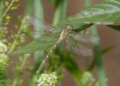 Hemigomphus heteroclytus