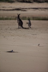 Thinornis cucullatus