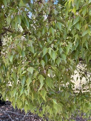 Brachychiton populneus