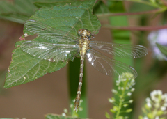 Hemigomphus heteroclytus