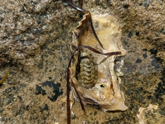 Sypharochiton pelliserpentis