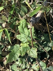 Acer ginnala