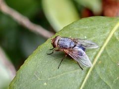 Calliphora dubia