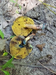Cyanoboletus cyaneitinctus