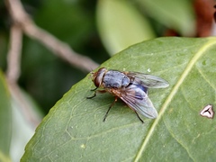 Calliphora dubia