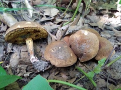 Cyanoboletus cyaneitinctus