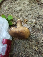 Tylopilus indecisus