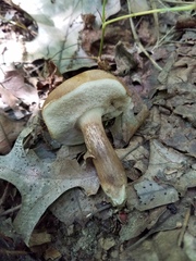 Tylopilus indecisus