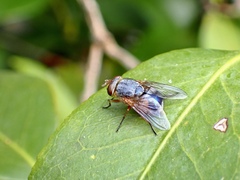 Calliphora dubia