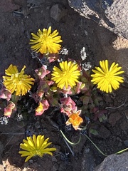 Chasmatophyllum