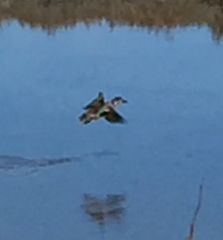 Anas crecca carolinensis