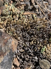 Selaginella watsonii