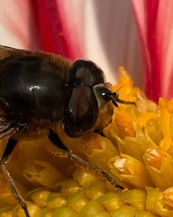 Eristalis tenax