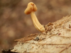 Cudonia lutea