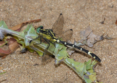 Austrogomphus amphiclitus