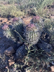 Euphorbia stellispina