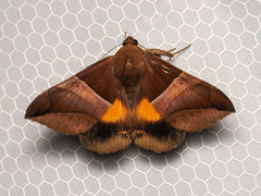 Bastilla fulvotaenia