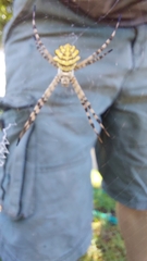 Argiope australis