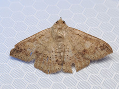 Ericeia inangulata