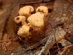Cudonia lutea