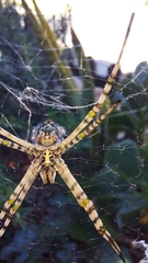 Argiope australis