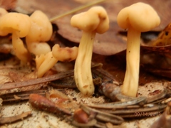 Cudonia lutea