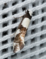 Monopis icterogastra