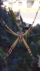 Argiope australis