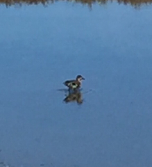 Anas crecca carolinensis