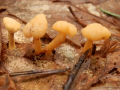 Cudonia lutea