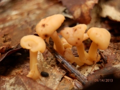 Cudonia lutea