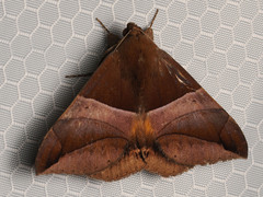 Bastilla fulvotaenia