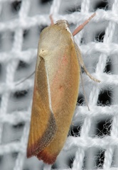 Ptyoptila matutinella