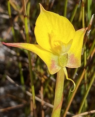 Disa tenuifolia