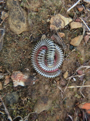 Ommatoiulus lusitanus