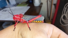 Phymateus morbillosus