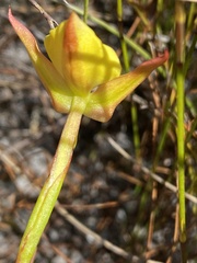 Disa tenuifolia