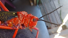 Phymateus morbillosus