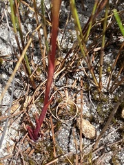 Disa tenuifolia